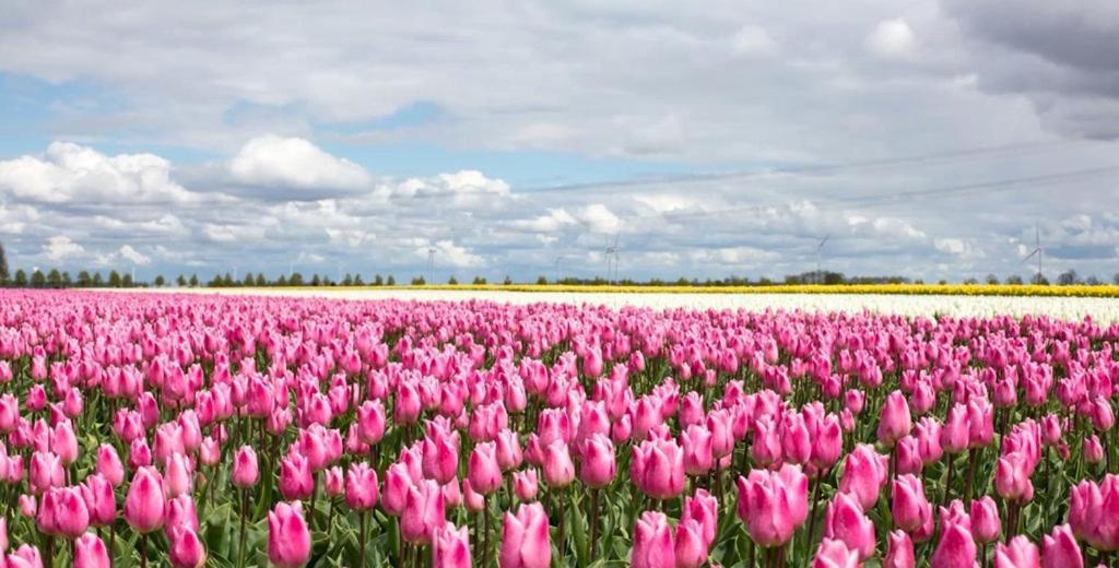 B&B De Reede Urk Dış mekan fotoğraf